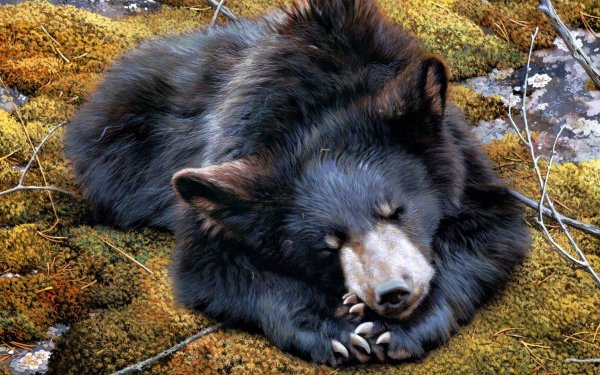 Animal Sun Bear Bears HD Wallpaper | Background Image