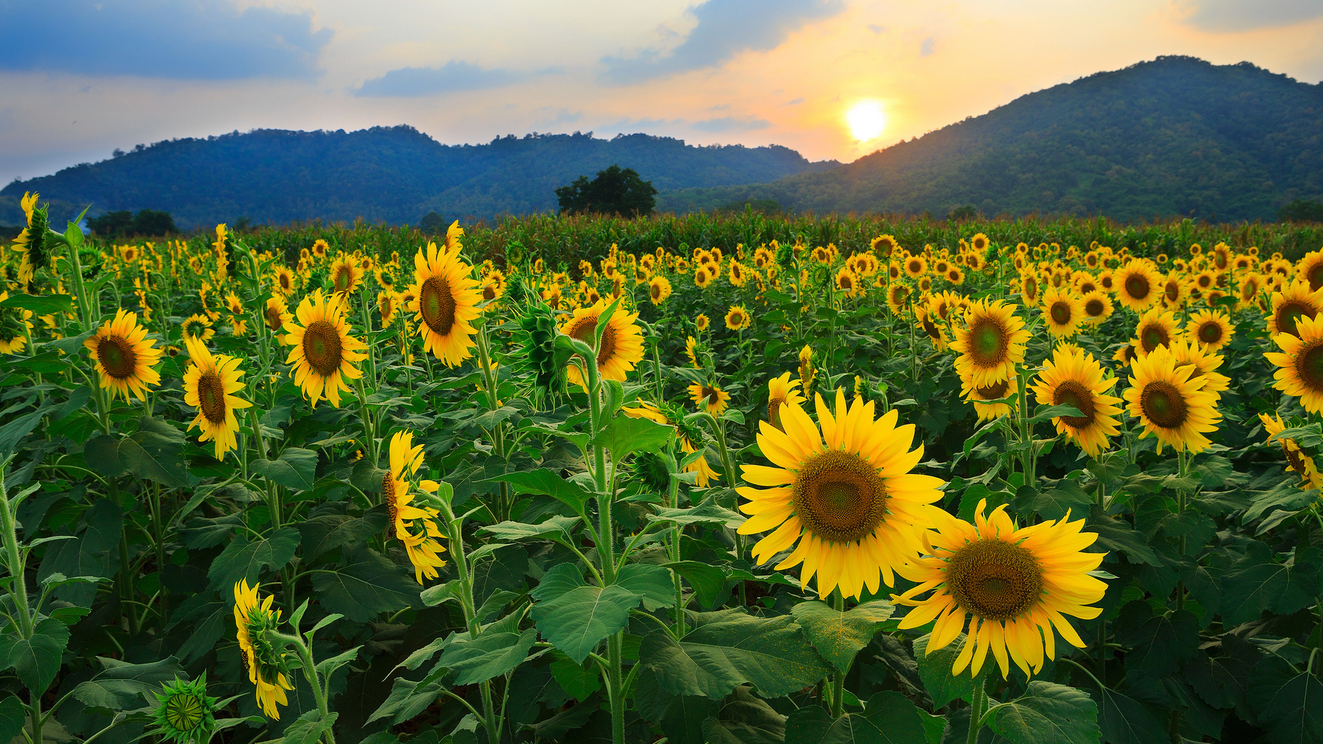 Nature Sunflower HD Wallpaper