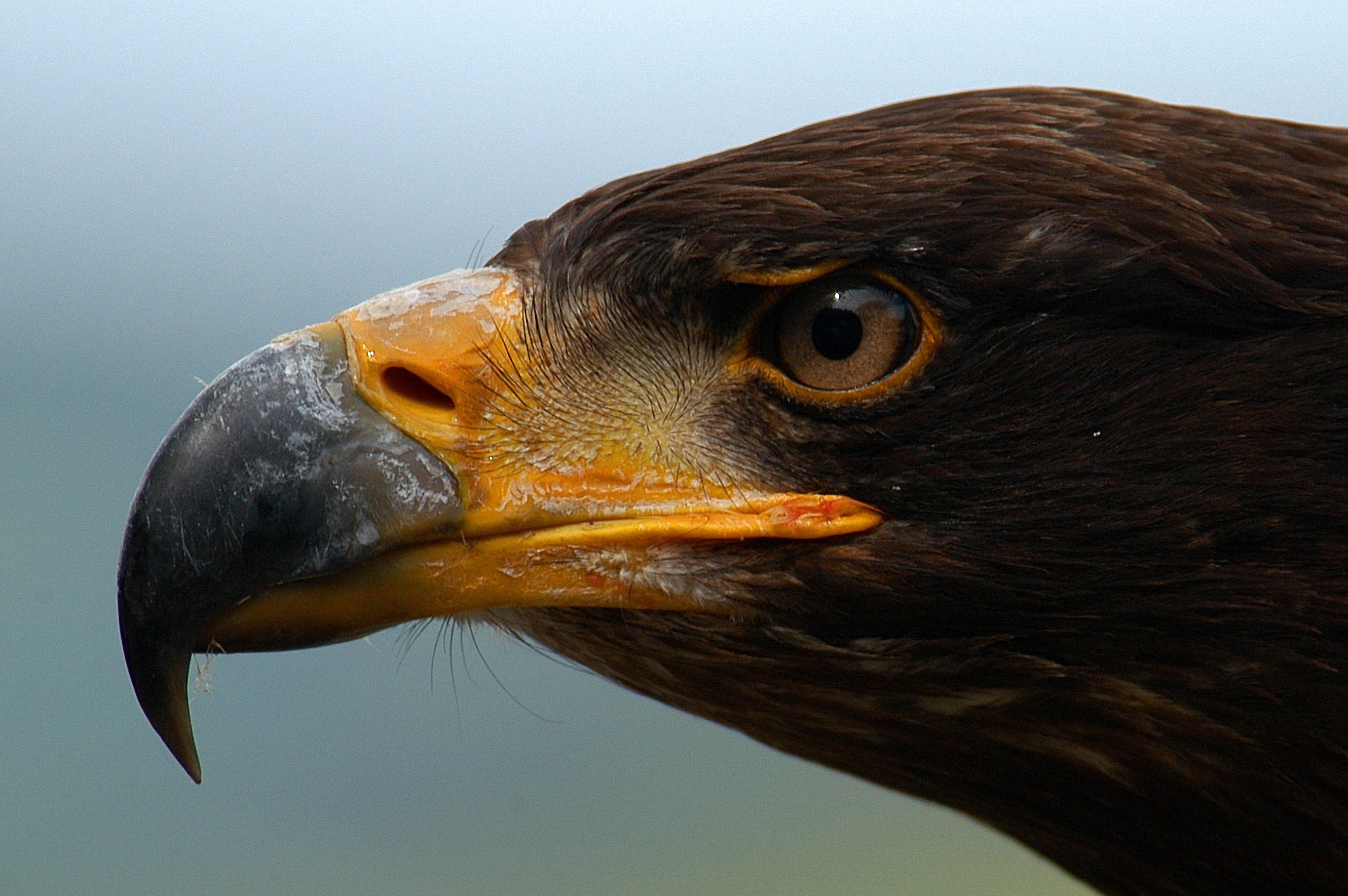Majestic Eagle Close-Up HD Wallpaper: A Stunning Animal Portrait