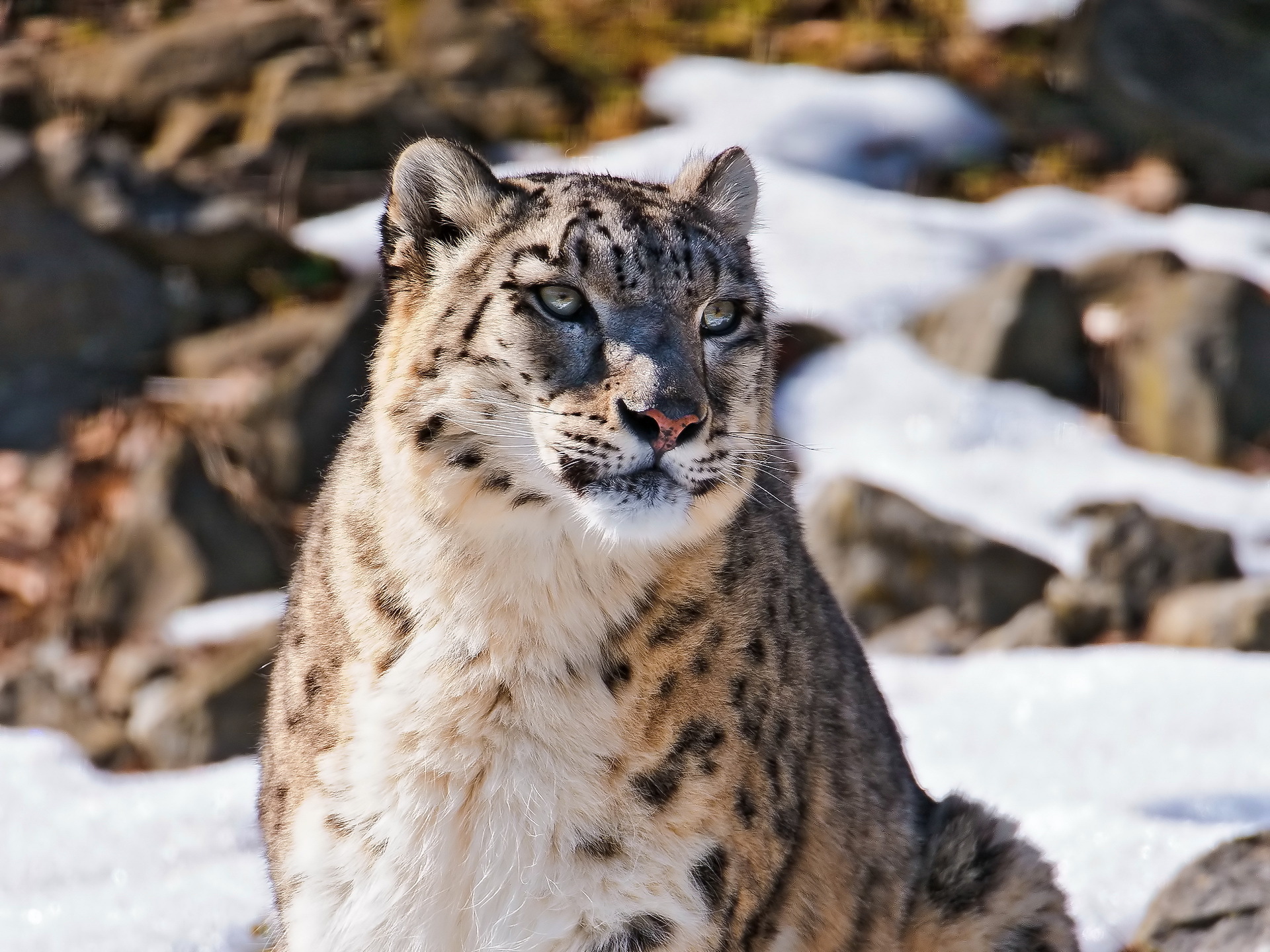 Animal Snow Leopard HD Wallpaper