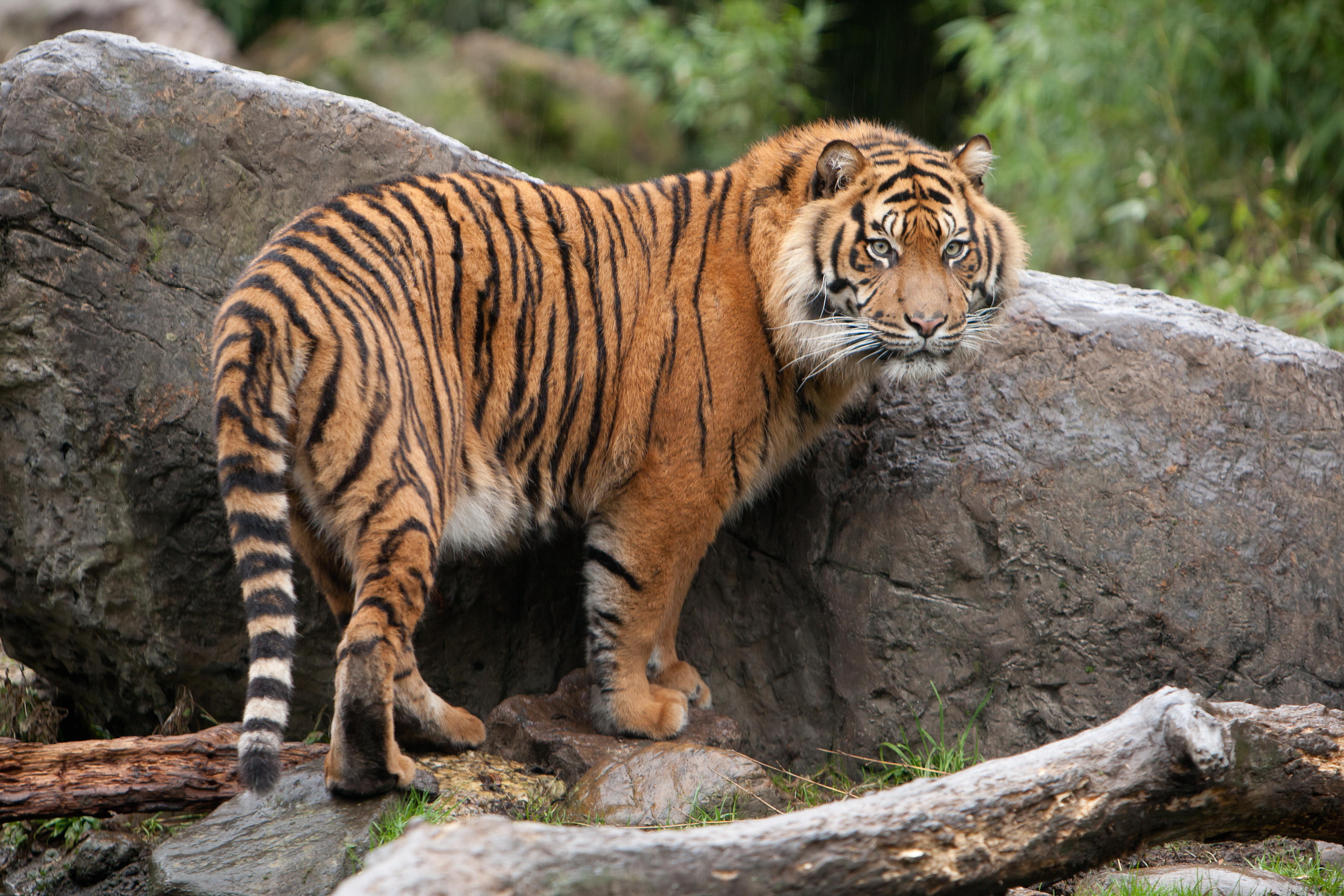 Download Animal Tiger 4k Ultra HD Wallpaper