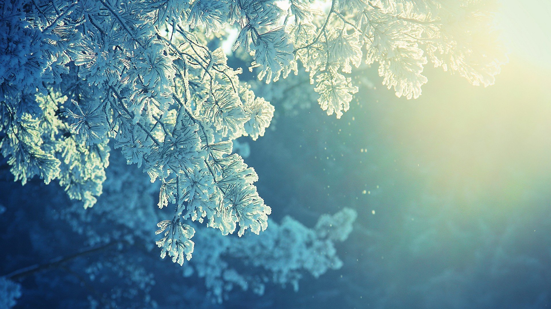 HD desktop wallpaper showcasing a close-up of a frosted tree branch with soft sunlight filtering through, highlighting the delicate ice crystals in a serene natural setting.