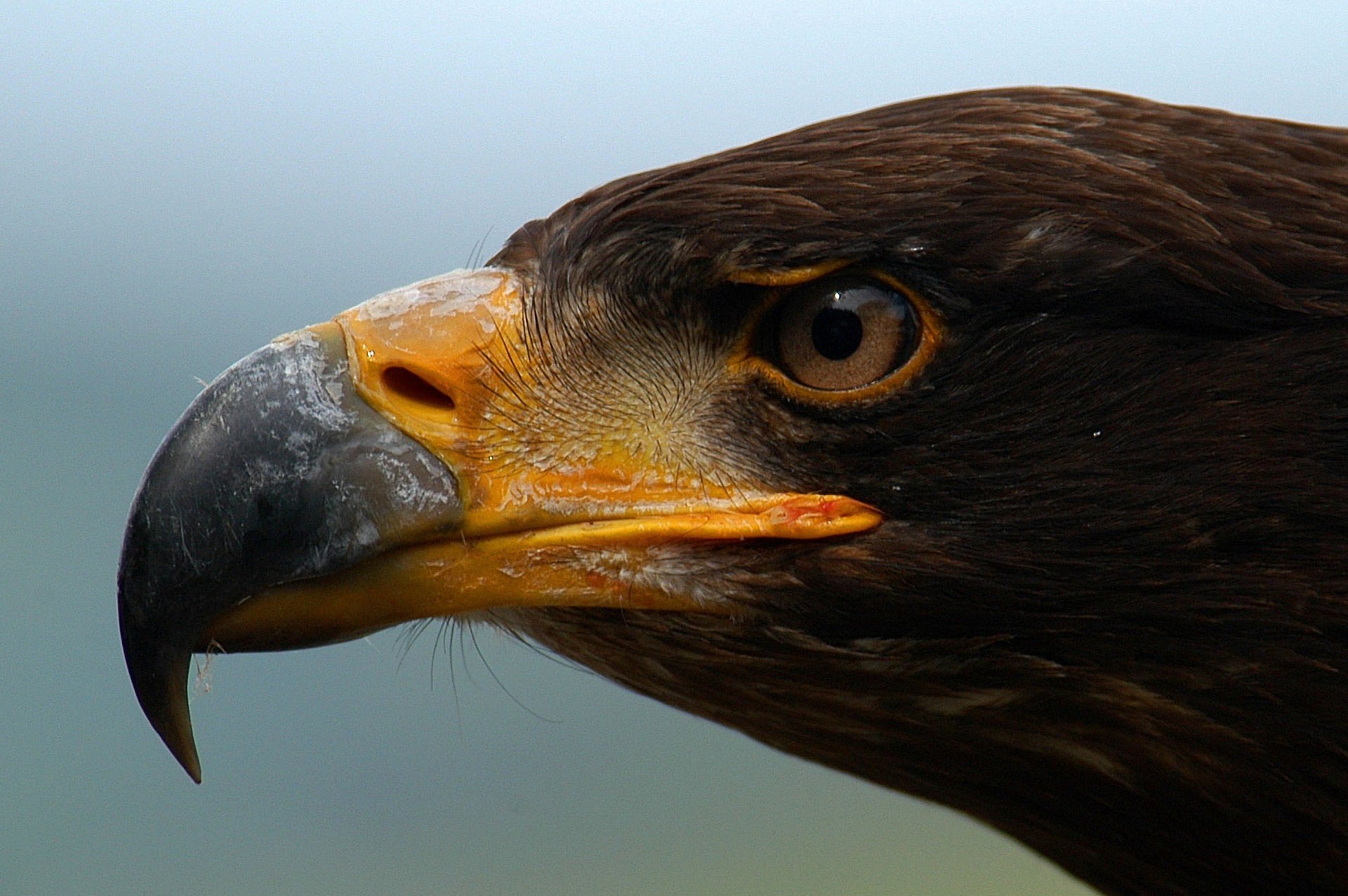 HD PC desktop wallpaper featuring a close-up profile of an eagle, highlighting its sharp beak and intense eye against a blurred background.