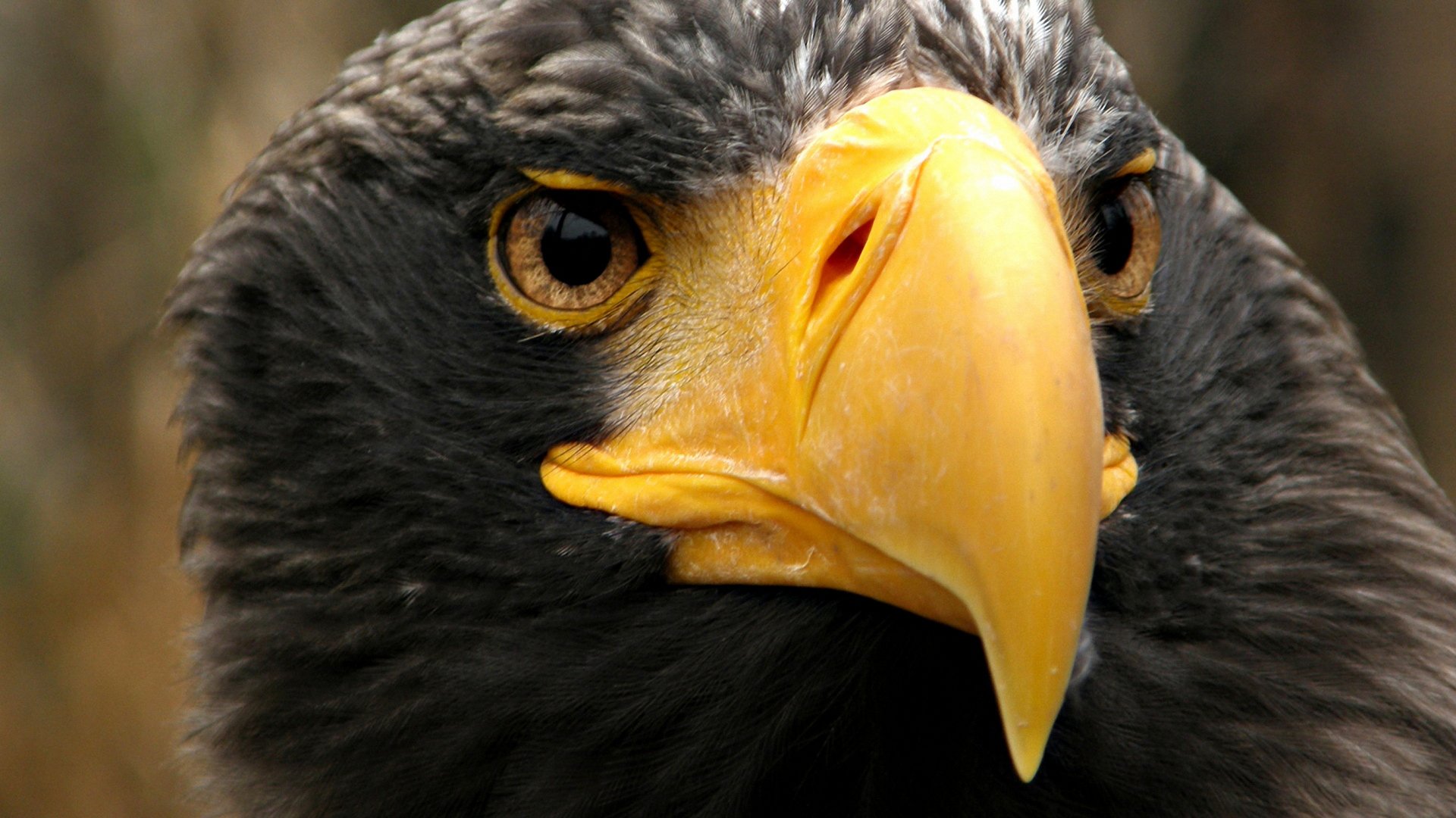 Download Animal Eagle HD Wallpaper