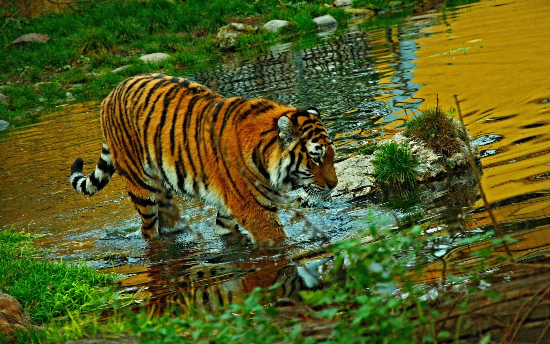 Download Animal Tiger HD Wallpaper