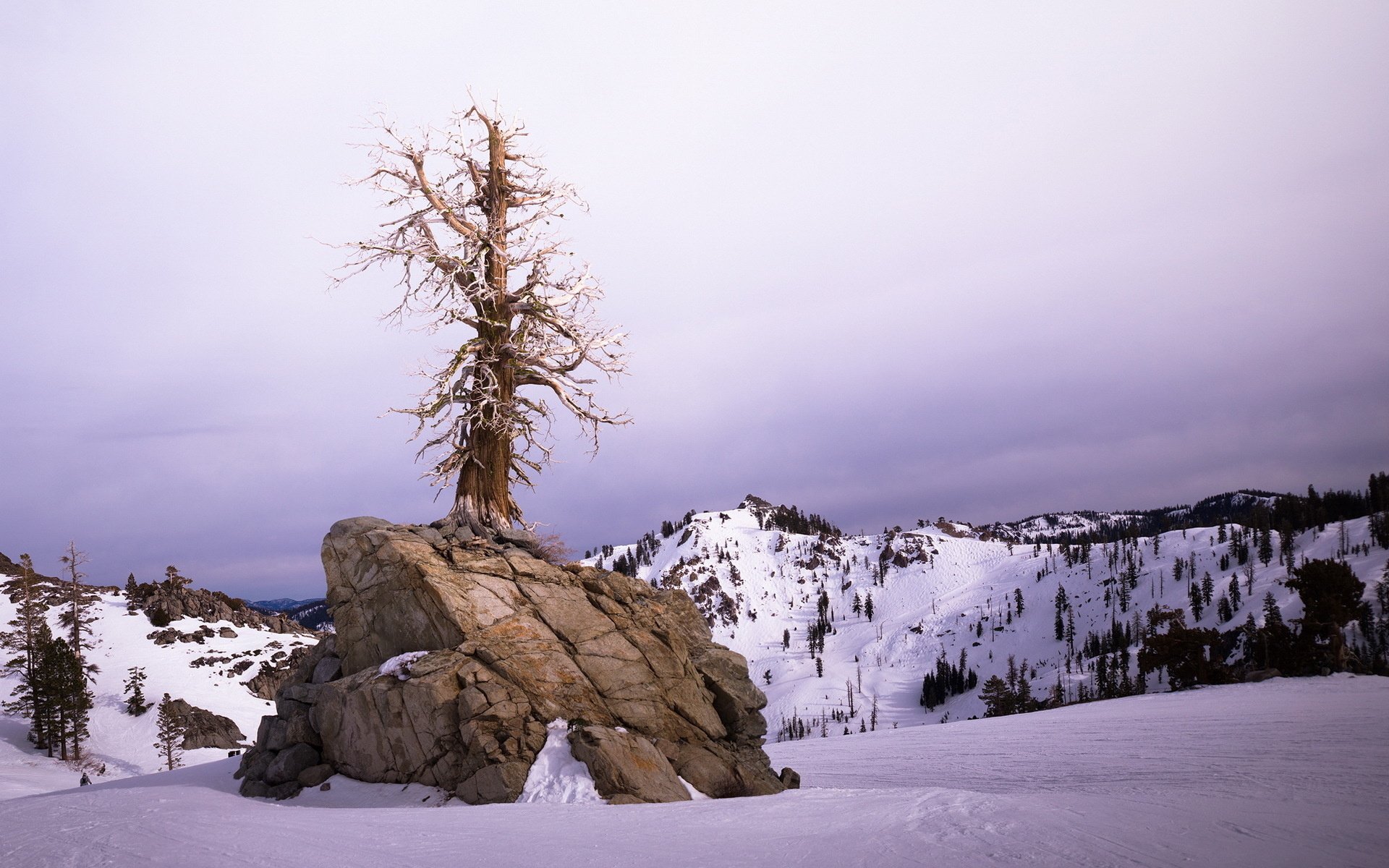 Download Nature Tree HD Wallpaper