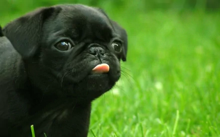 HD desktop wallpaper featuring a close-up of a pug with its tongue sticking out, set against a vibrant green grass background.