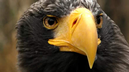 Animal eagle HD Desktop Wallpaper | Background Image