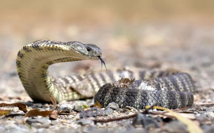 A detailed image of a snake with its body coiled, showcasing its scales and forked tongue. The background is a natural outdoor setting, captured perfectly as an HD desktop wallpaper.