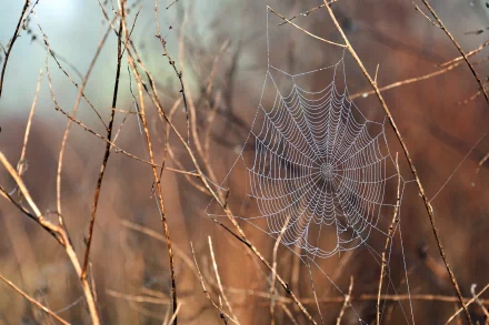 photography spider web HD Desktop Wallpaper | Background Image