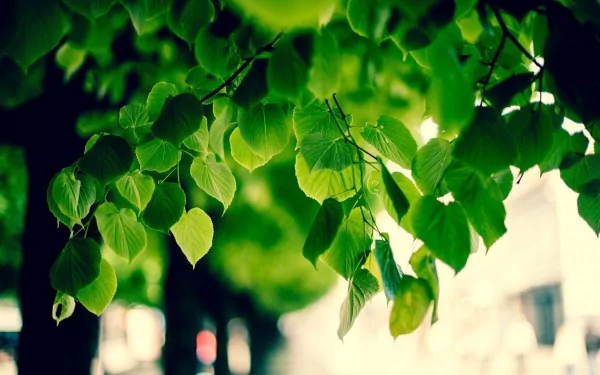 A vibrant close-up of green leaves, gently illuminated, creating a serene nature background. This HD image serves as an inviting desktop wallpaper for nature lovers.