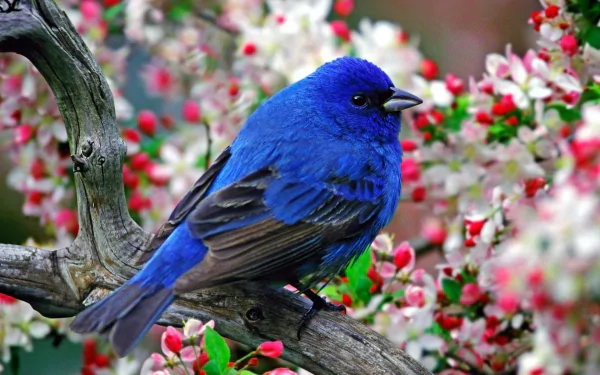 A vibrant indigo bunting perched on a branch, surrounded by delicate pink and white flowers, creating a stunning HD desktop wallpaper and background.