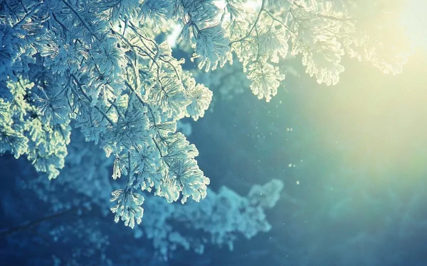 nature branch HD Desktop Wallpaper | Background Image