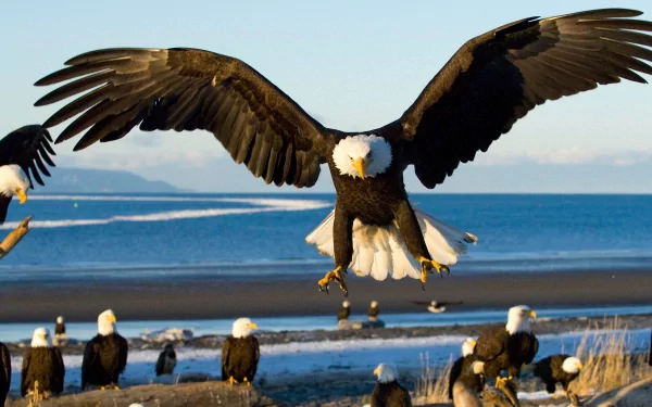 2K Quad HD PC desktop wallpaper of an animal — a bald eagle swooping toward the beach with other eagles gathered along the shoreline.