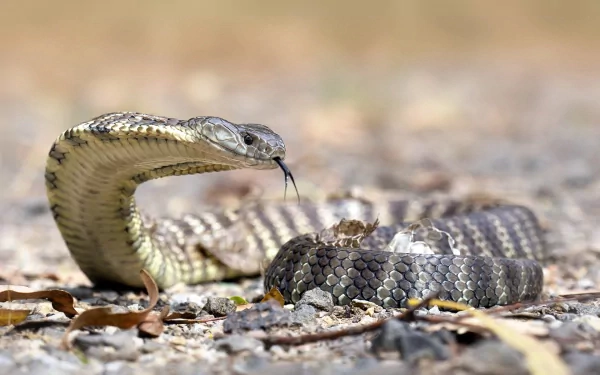 A detailed image of a snake with its body coiled, showcasing its scales and forked tongue. The background is a natural outdoor setting, captured perfectly as an HD desktop wallpaper.