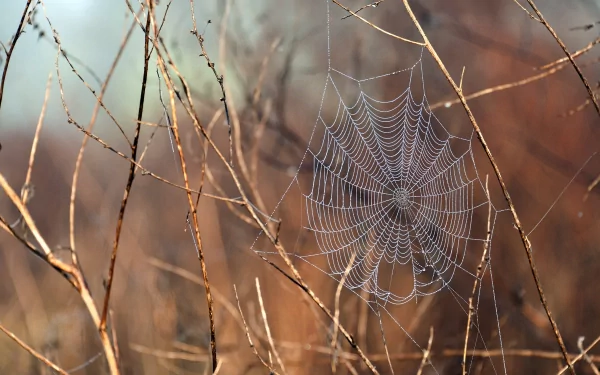 photography spider web HD Desktop Wallpaper | Background Image