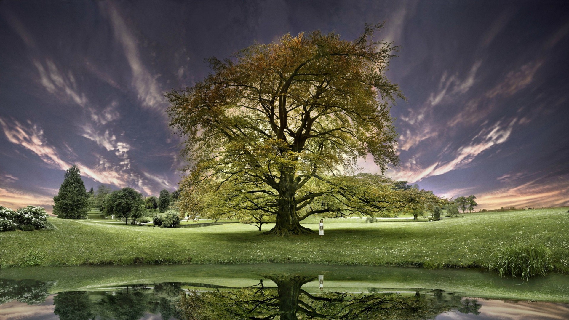 Nature Tree HD Wallpaper
