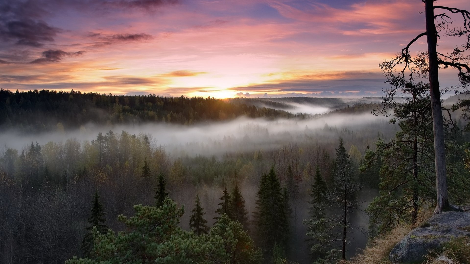 Mist rises over the dense forest of Noux National Park at sunrise, with a vibrant sky creating an HD desktop wallpaper showcasing pristine nature.