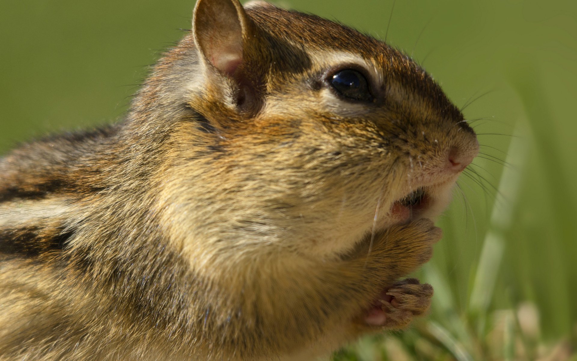 Download Animal Chipmunk HD Wallpaper