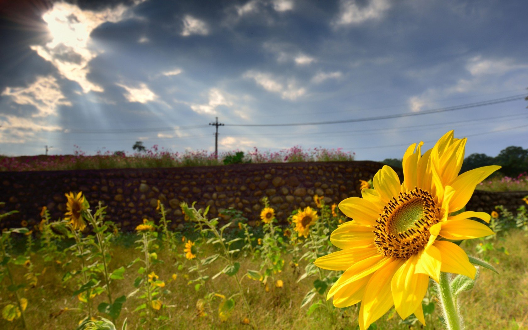 Download Nature Sunflower Wallpaper