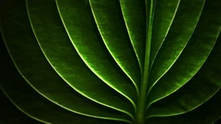 nature palm tree HD Desktop Wallpaper | Background Image