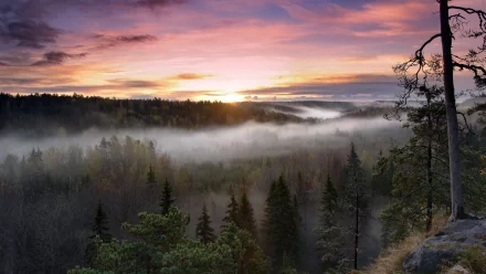 Mist rises over the dense forest of Noux National Park at sunrise, with a vibrant sky creating an HD desktop wallpaper showcasing pristine nature.