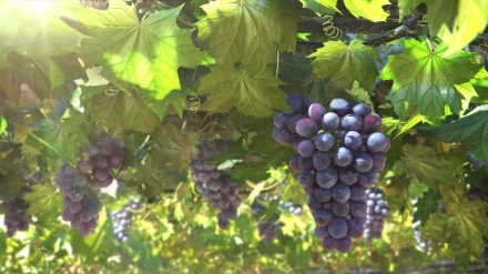 food grapes HD Desktop Wallpaper | Background Image