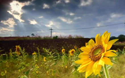 nature sunflower HD Desktop Wallpaper | Background Image
