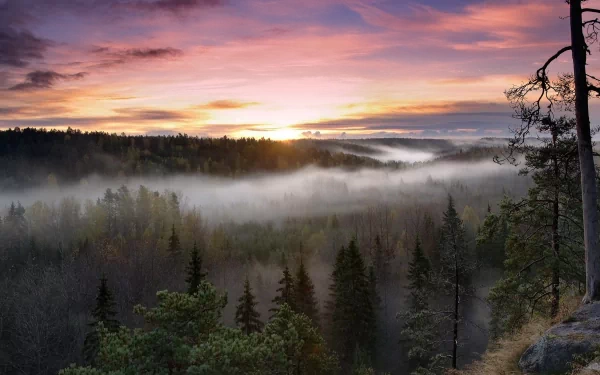 Mist rises over the dense forest of Noux National Park at sunrise, with a vibrant sky creating an HD desktop wallpaper showcasing pristine nature.