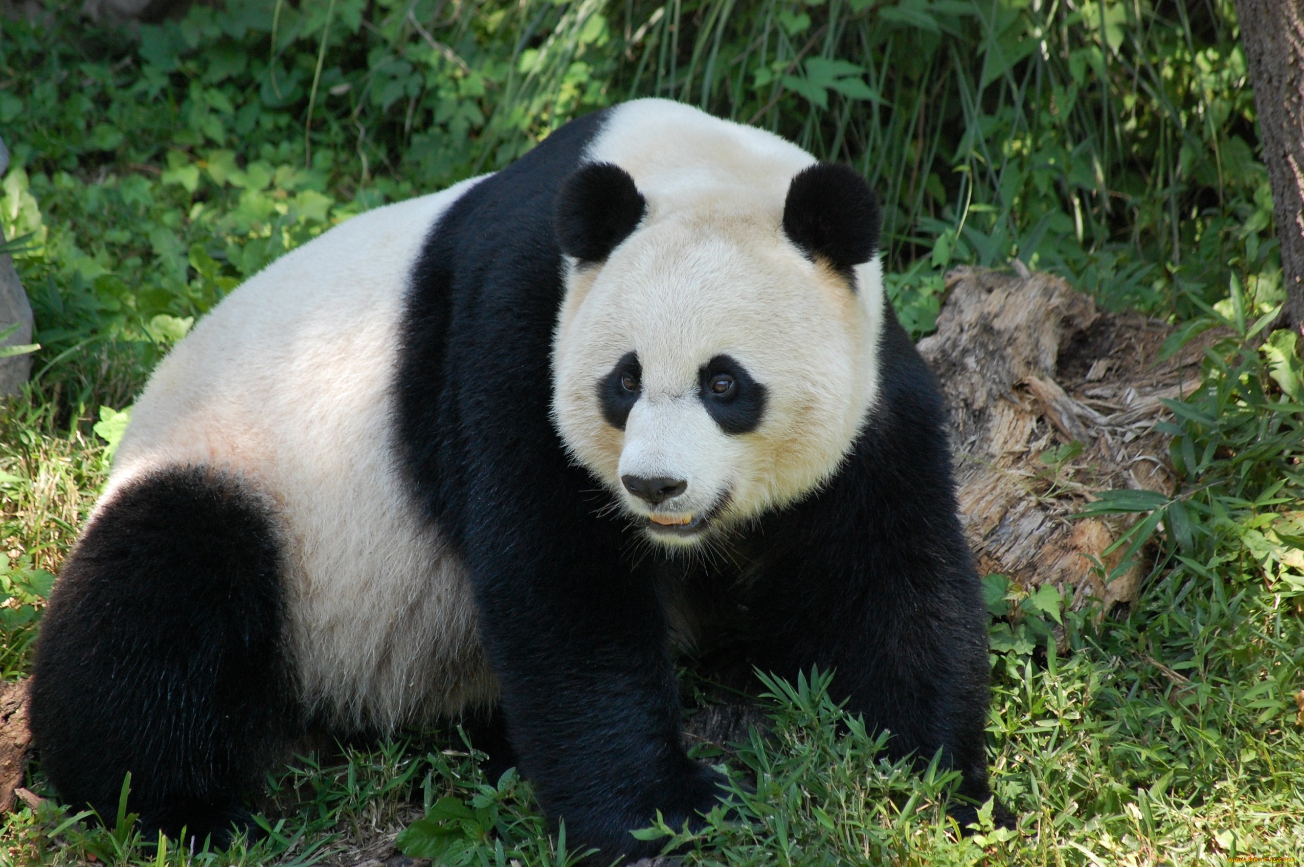  Panda  Full  HD  Wallpaper  and Background Image 2550x1695 