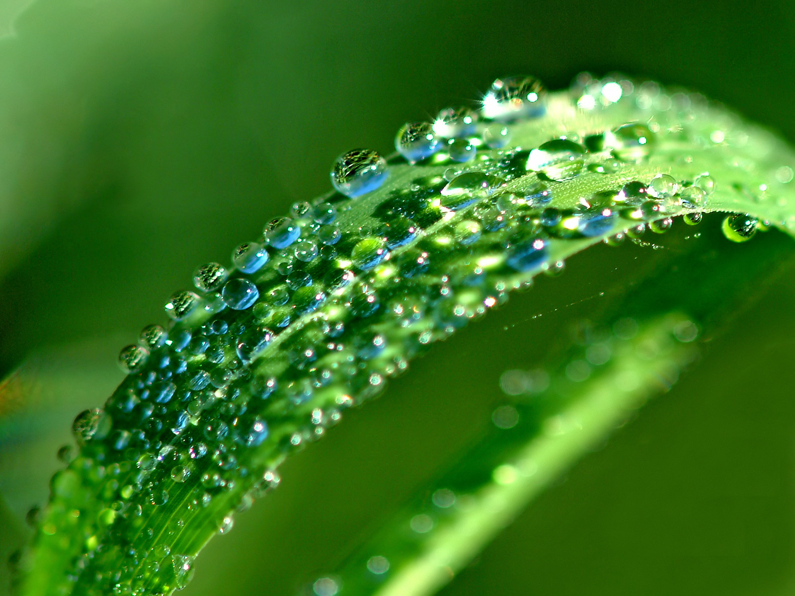 Nature Water Drop Wallpaper