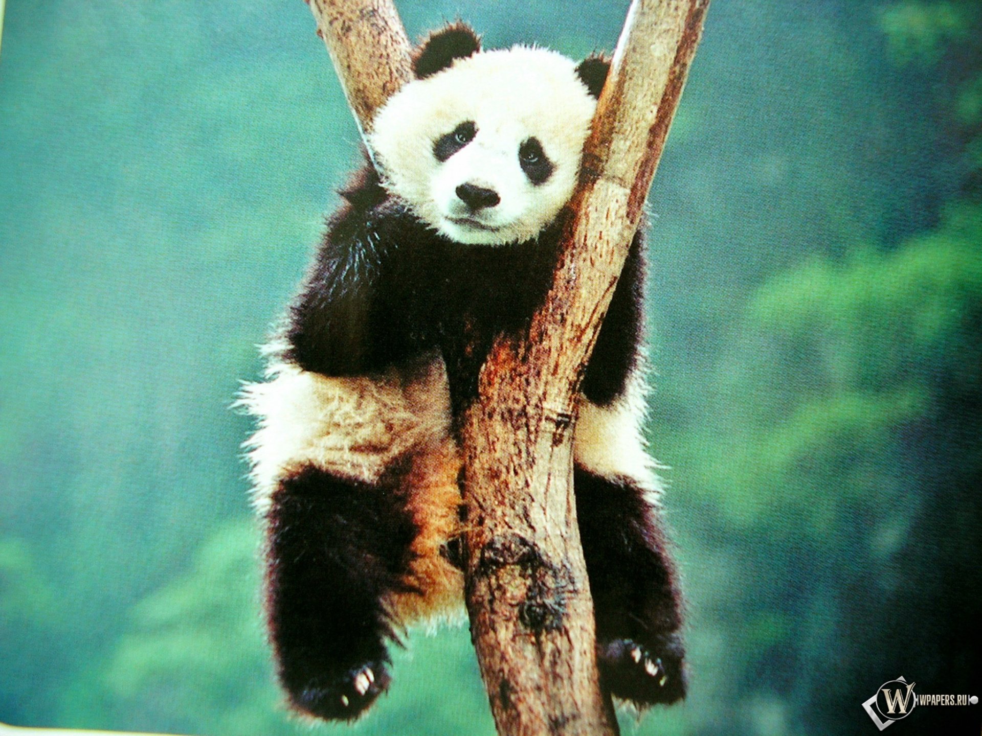 Panda HD Wallpaper