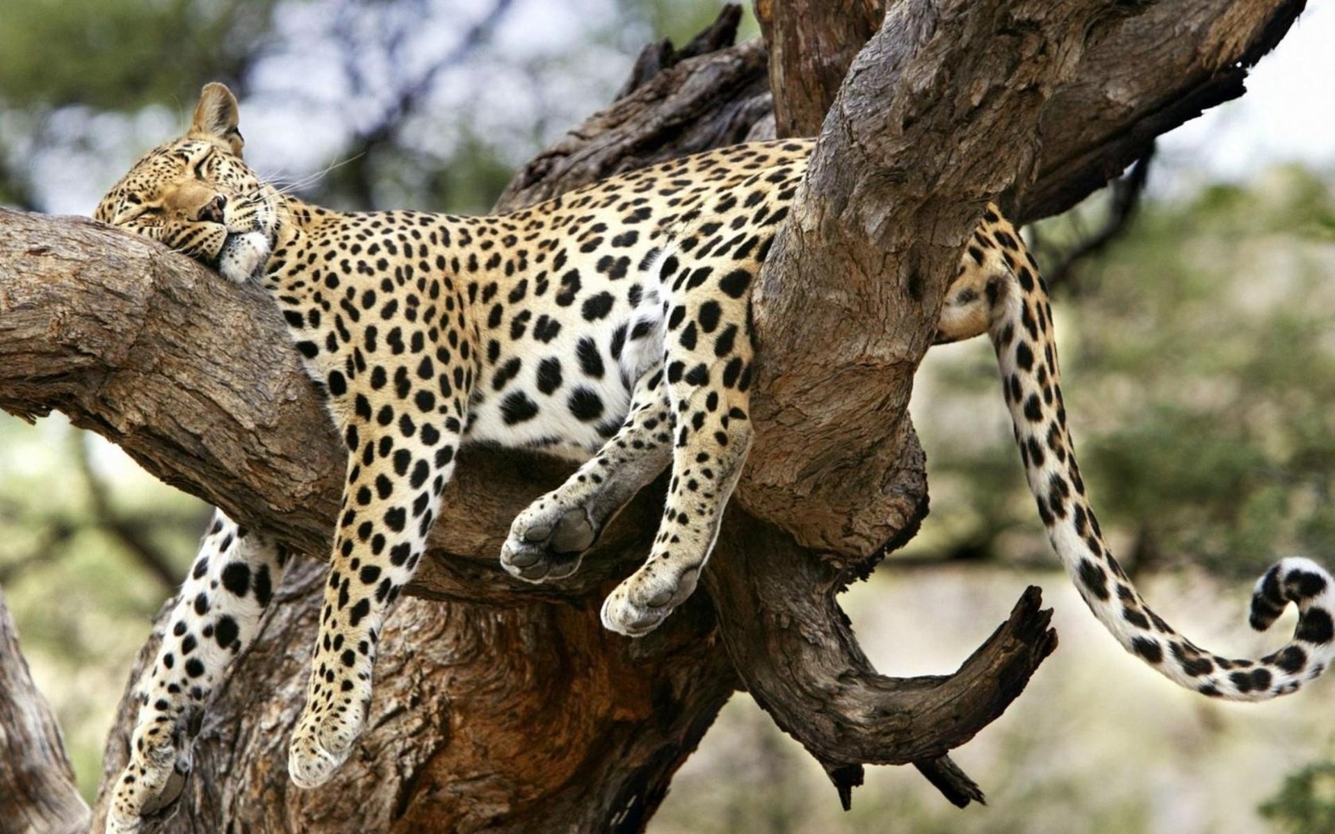 A charming leopard peacefully sleeping on a twisted branch of a tree, surrounded by nature, creating a serene and captivating desktop wallpaper background.