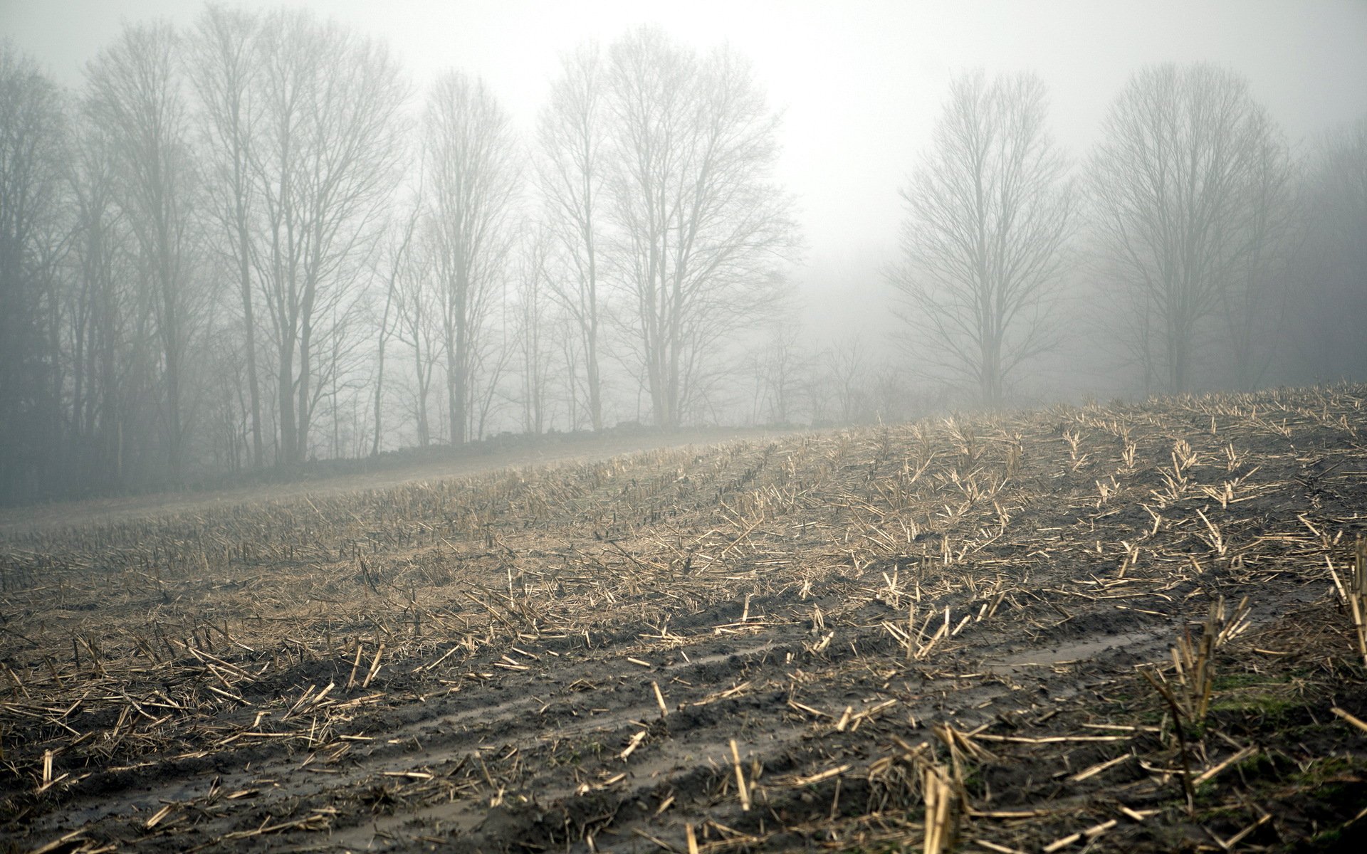 Download Nature Forest HD Wallpaper