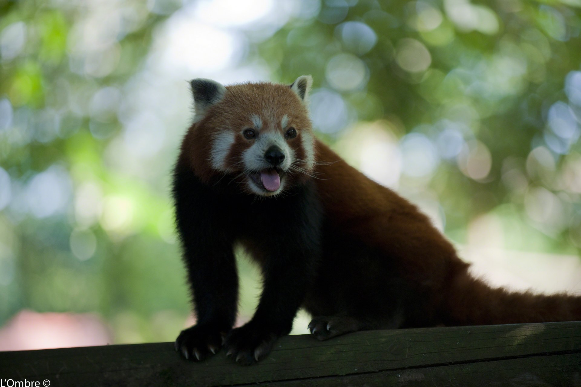 Red panda on a log with mouth open against soft green bokeh — 4K Ultra HD PC desktop wallpaper and background.