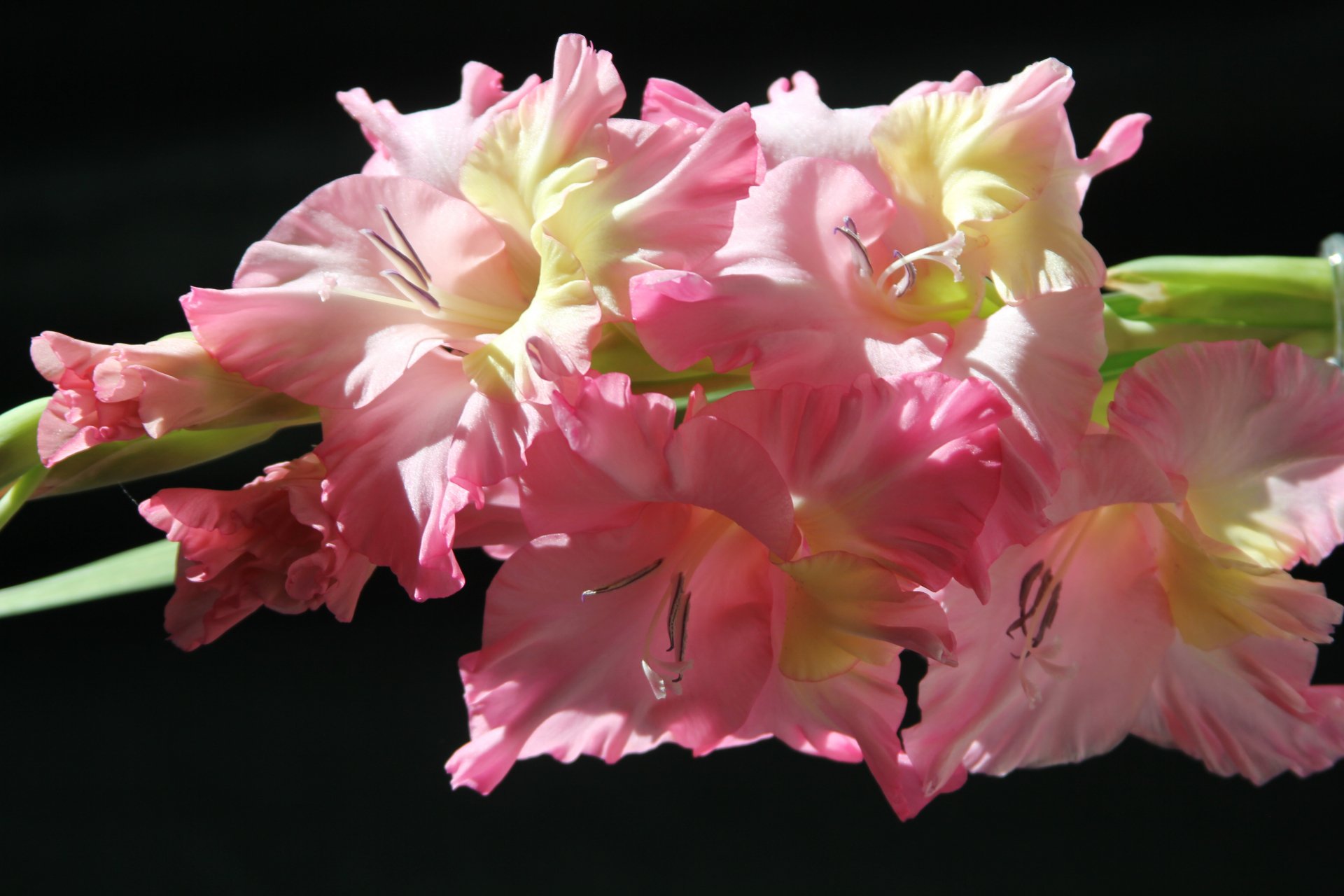 A close-up of pink and yellow gladiolus flowers against a dark background, captured in 4K Ultra HD quality for a vibrant nature desktop wallpaper.