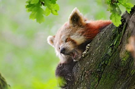Red panda yawning while resting on a mossy tree trunk amid green leaves — vibrant 4K Ultra HD PC desktop wallpaper and background.