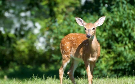 HD PC desktop wallpaper showing a doe standing on grass with a blurred green forest background, capturing the grace of this deer in natural light.