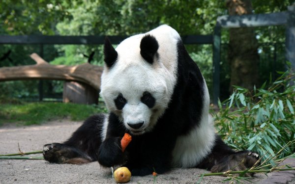Animal Panda HD Wallpaper | Background Image