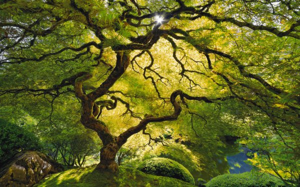 Earth Tree Trees HD Wallpaper | Background Image
