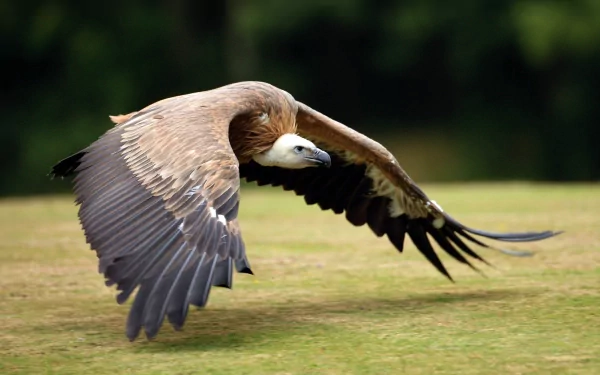HD PC desktop wallpaper featuring a vulture in mid-flight over a grassy field with a blurred green background.