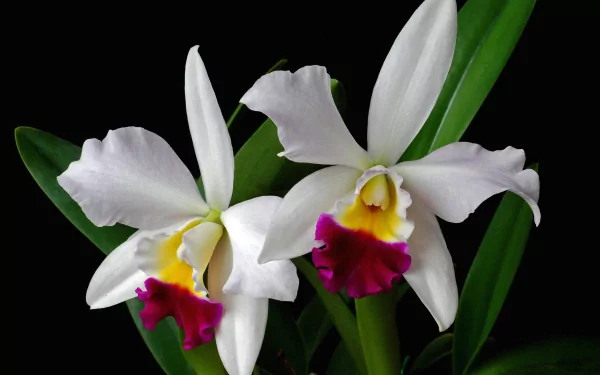 A close-up of elegant white orchids with vibrant yellow and purple centers, surrounded by lush green leaves, serving as a beautiful HD desktop wallpaper and background.