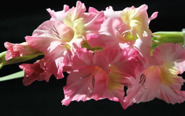 flower nature gladiolus HD Desktop Wallpaper | Background Image