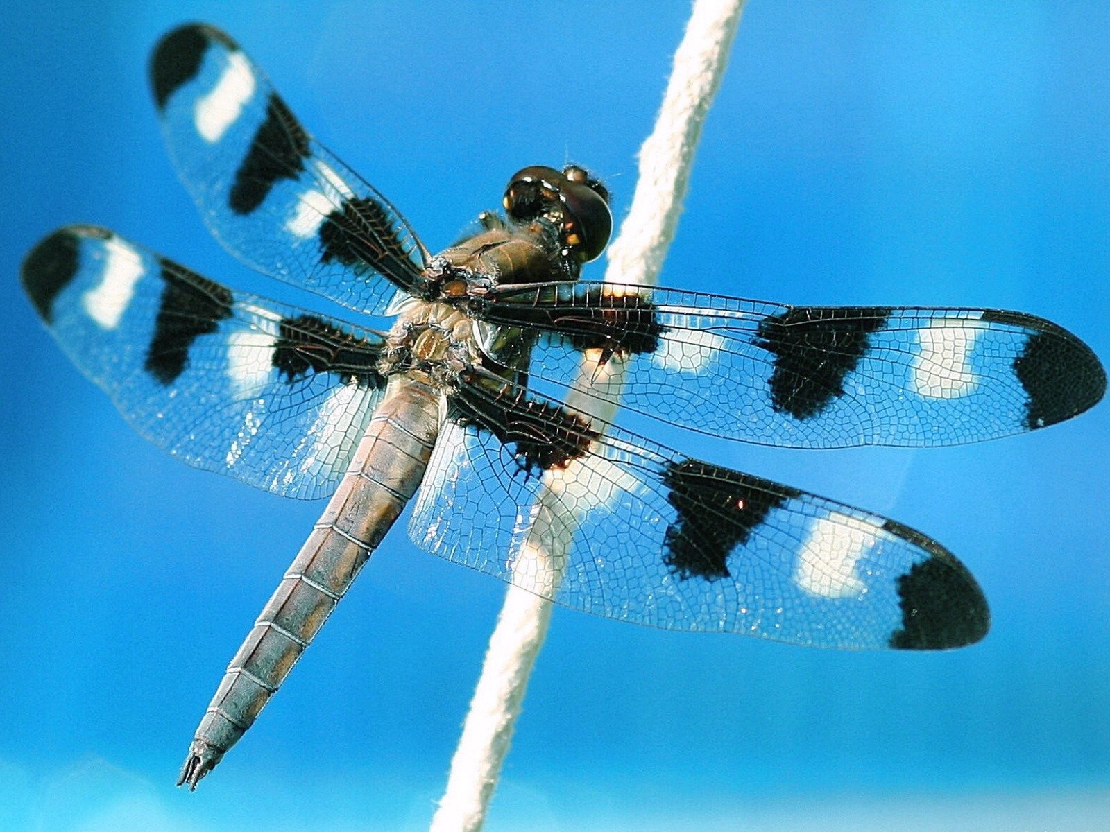 Dragonfly Wallpaper