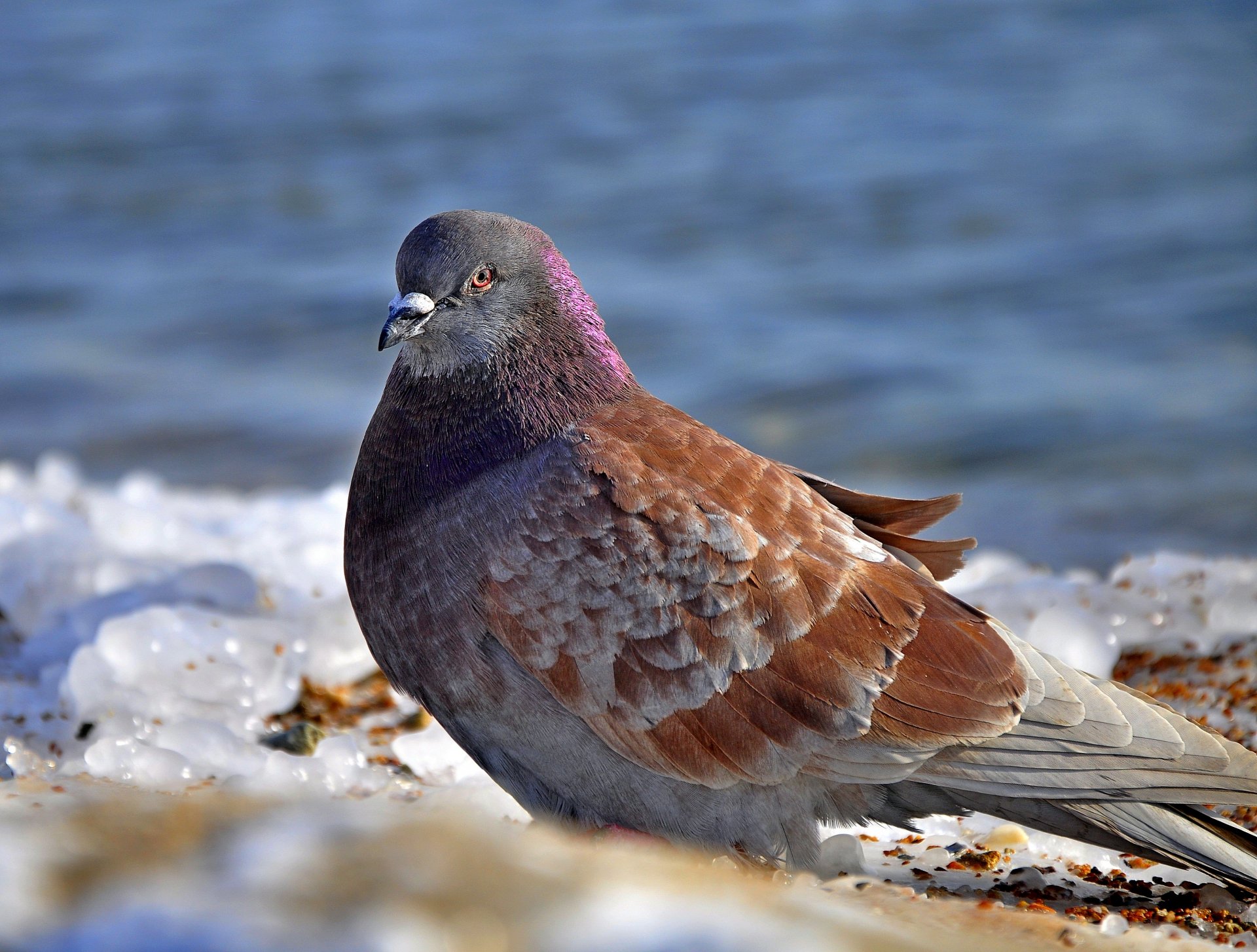 A close-up of a pigeon, showcasing its brown and gray plumage, set against a backdrop of soft snow and a shimmering blue surface. This HD image serves as a dynamic desktop wallpaper.