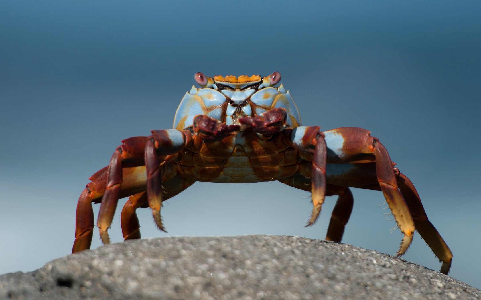 Download Animal Crab Wallpaper