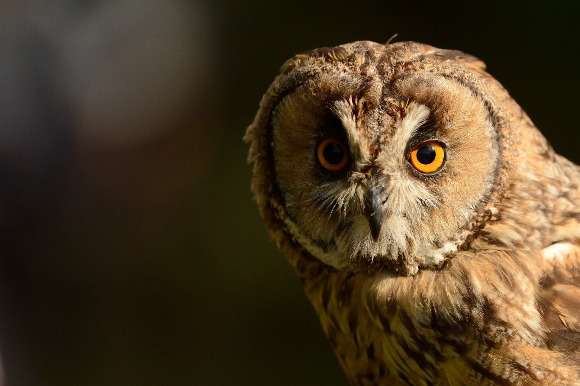 HD PC desktop wallpaper showing a close-up of an owl with bright yellow eyes and mottled brown feathers against a dark, blurred background.