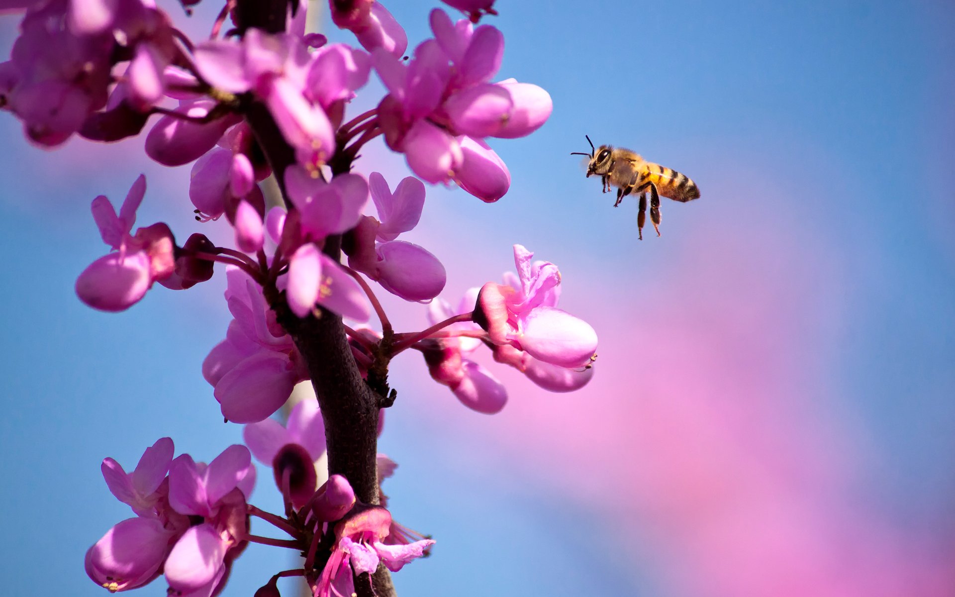 Download Pink Flower Flower Animal Bee HD Wallpaper