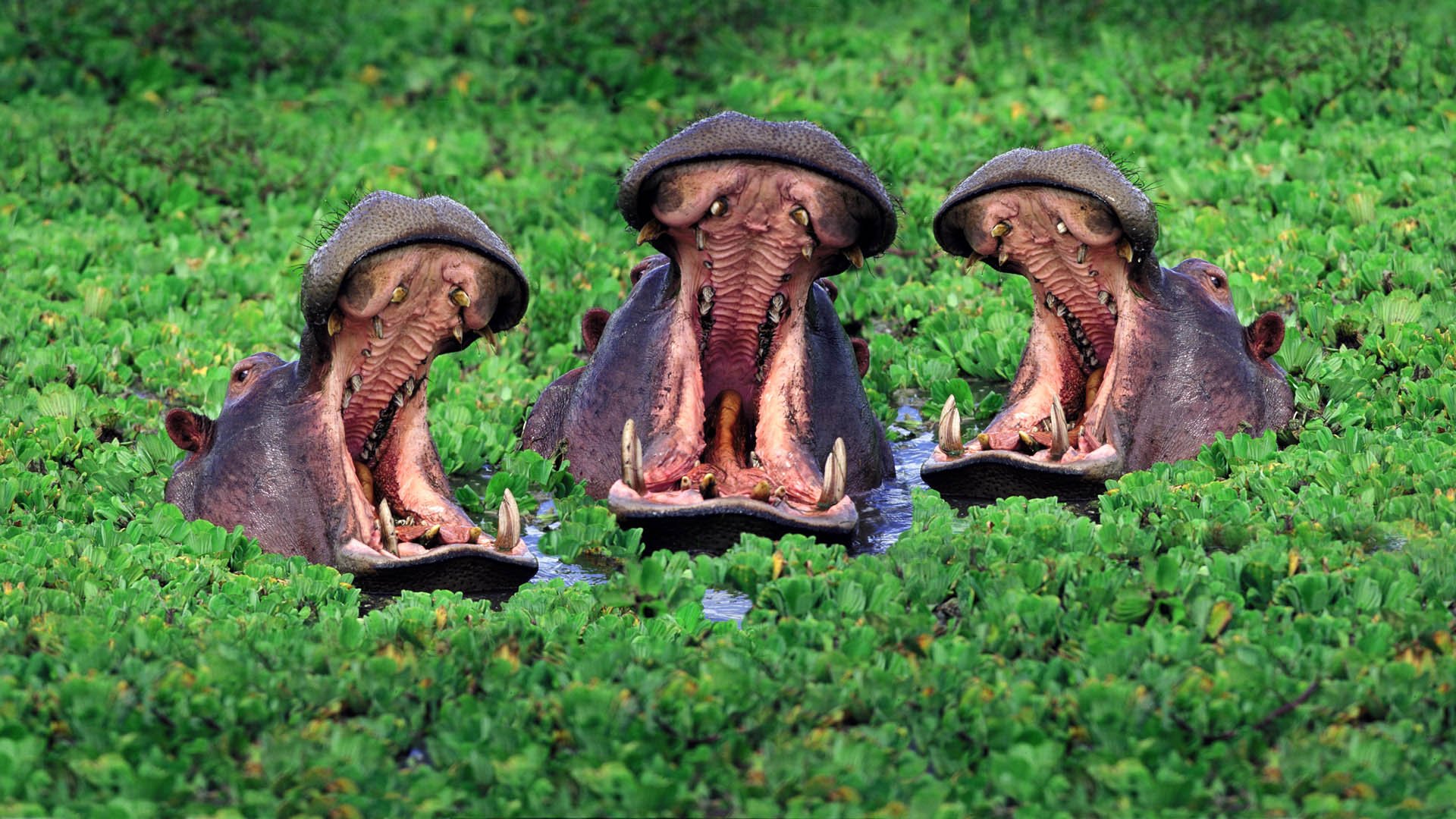 Hippo Full HD Wallpaper and Background 1920x1080 ID364774