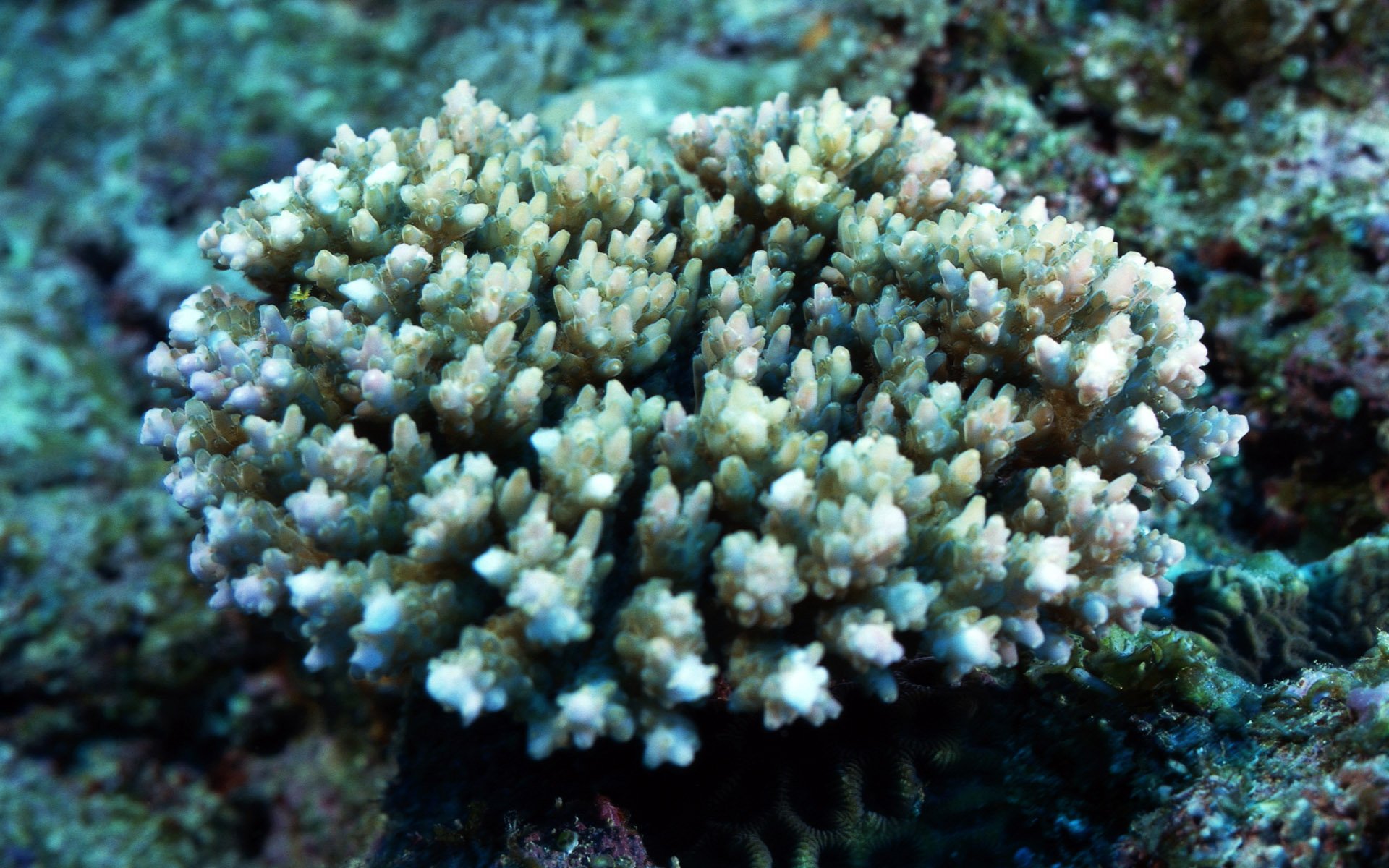 Download Animal Coral HD Wallpaper